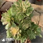 Aeonium Aurora - Image 2