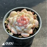 Echeveria Glazed Calyx - Image 2