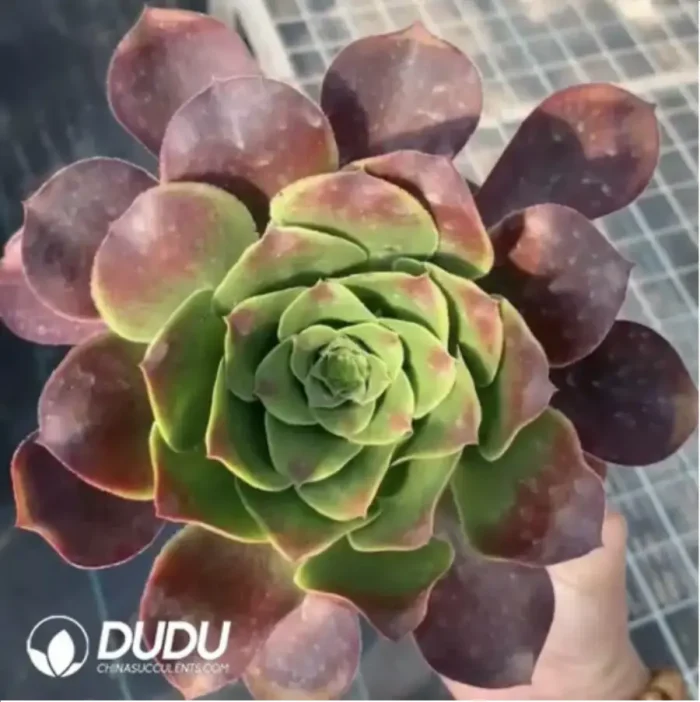 Aeonium gorgeous sun umbrella Clustering - Image 2