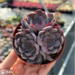 Echeveria Dark Ice Clustering - Image 2