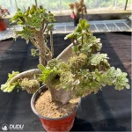 Aeonium arboreum var. arboreum variegated cristata - Image 2