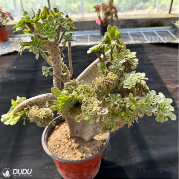 Aeonium arboreum var. arboreum variegated cristata - Image 2