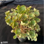 Aeonium Qingyi Variegated  Cluster - Image 2