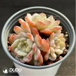 Echeveria Molten crystal Clustering - Image 2