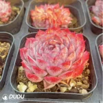 Echeveria Midget Crabapple - Image 2