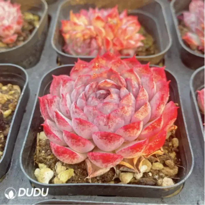 Echeveria Midget Crabapple - Image 2