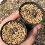 Conophytum-pellucidum 3Head/Pot - Image 2