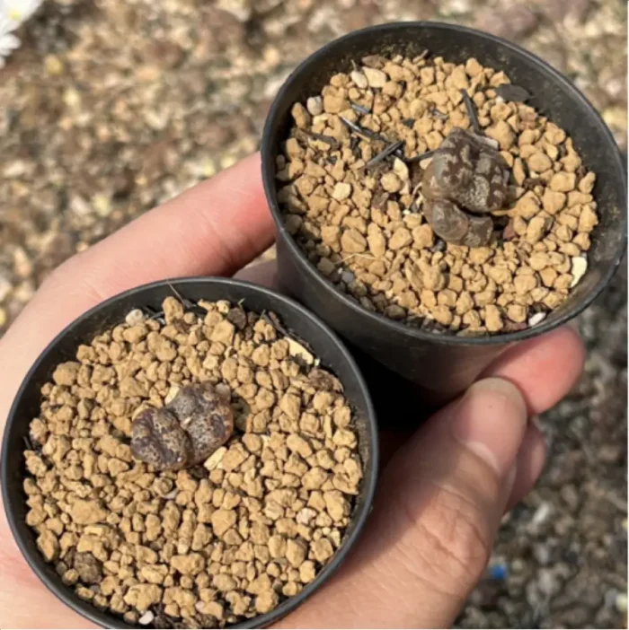 Conophytum-pellucidum 3Head/Pot - Image 2