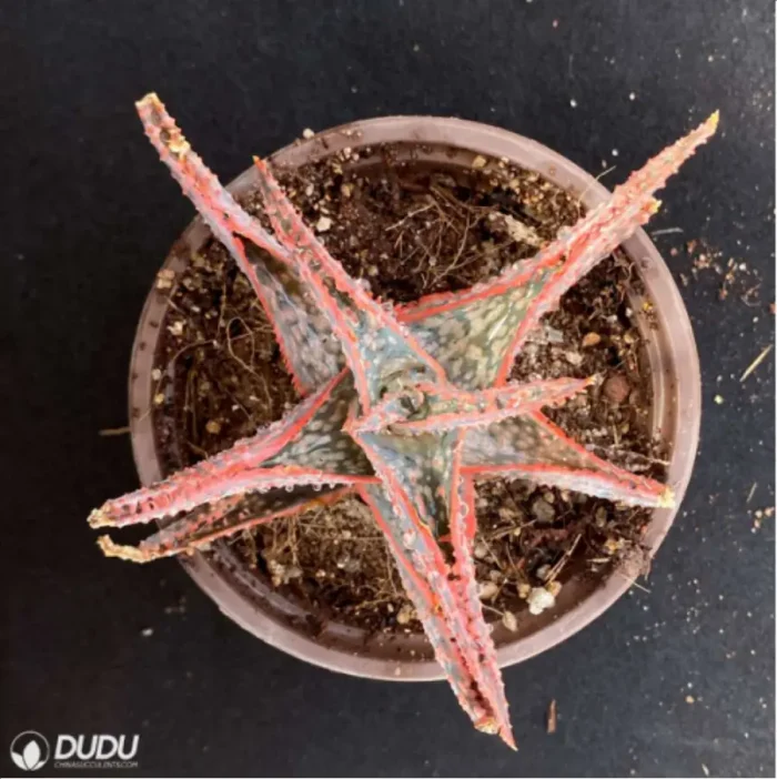 Aloe Downey Vera - Image 2