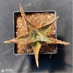 Aloe Flamingo - Image 2