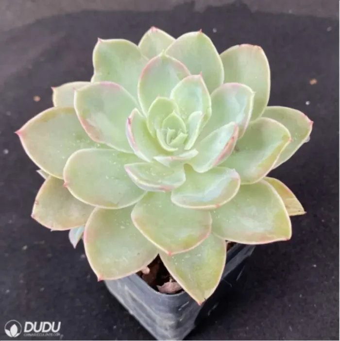 Echeveria Silk Veils - Image 2