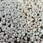 Lithops Wubiyu - Image 2