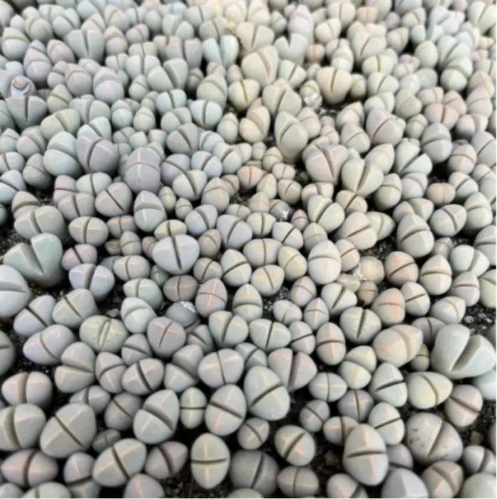 Lithops Wubiyu - Image 2