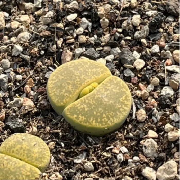 Lithops Lvzixuan - Image 2