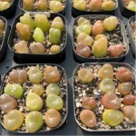 Conophytum-maughanii - Single, 10 - Image 2