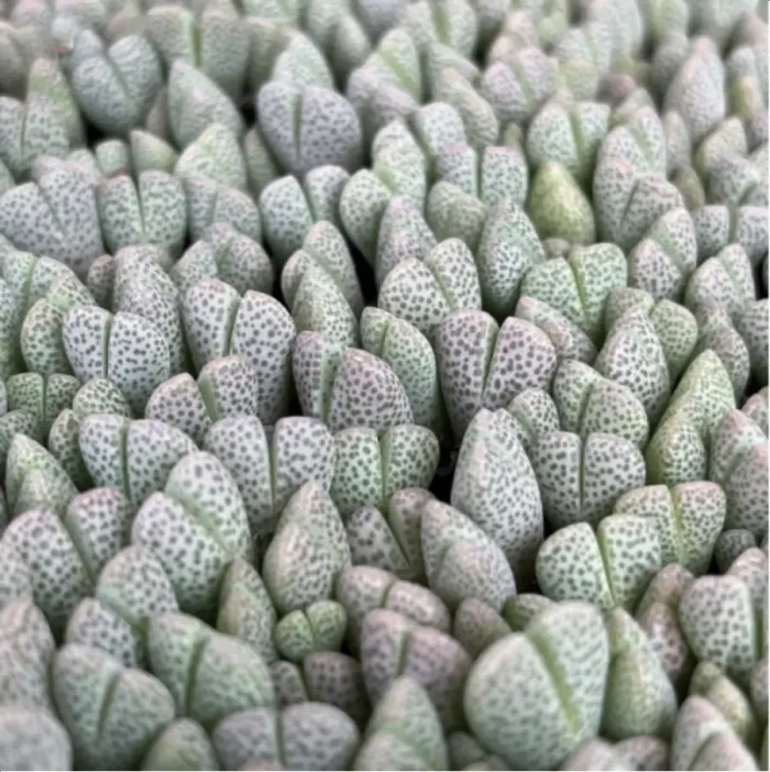 Lithops Shenfengyu - Image 2
