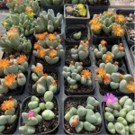Conophytum-bilobum Neroli - Clustering, 20 - Image 2