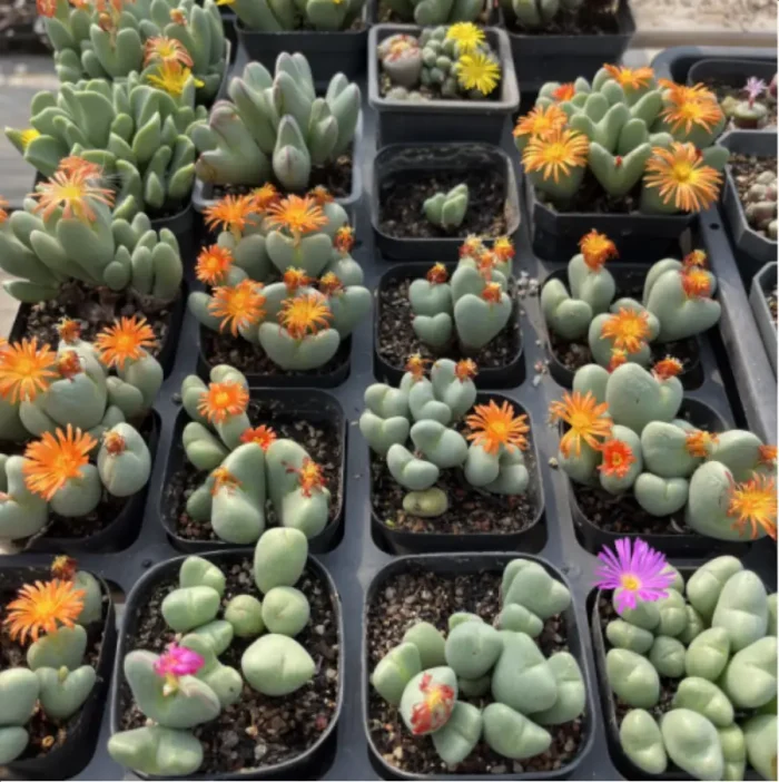 Conophytum-bilobum Neroli - Clustering, 20 - Image 2
