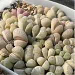Lithops Daneyu Double Head - Image 2