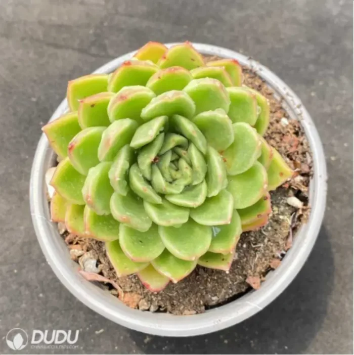 Echeveria Gilva - Image 2