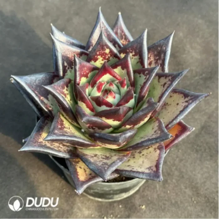 Echeveria Clon - Image 2