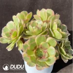 Aeonium Linlang variegated cluster - Image 2