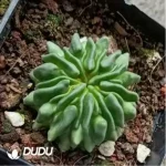 Cactus-Echinofossulo Multicostatus - Image 2