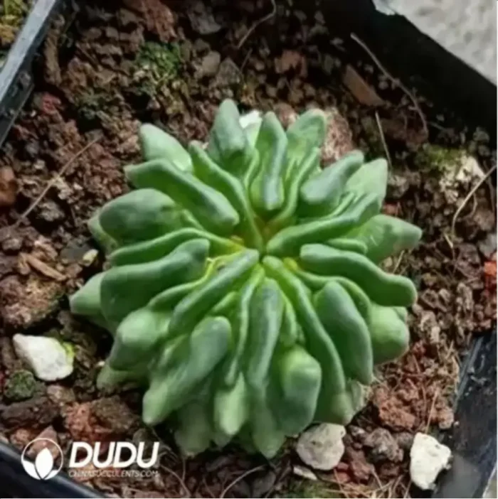 Cactus-Echinofossulo Multicostatus - Image 2