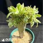 Aeonium Yanzi var. cristata - Image 2