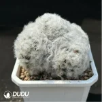 Cactus-Mammillaria bocasana - Image 2