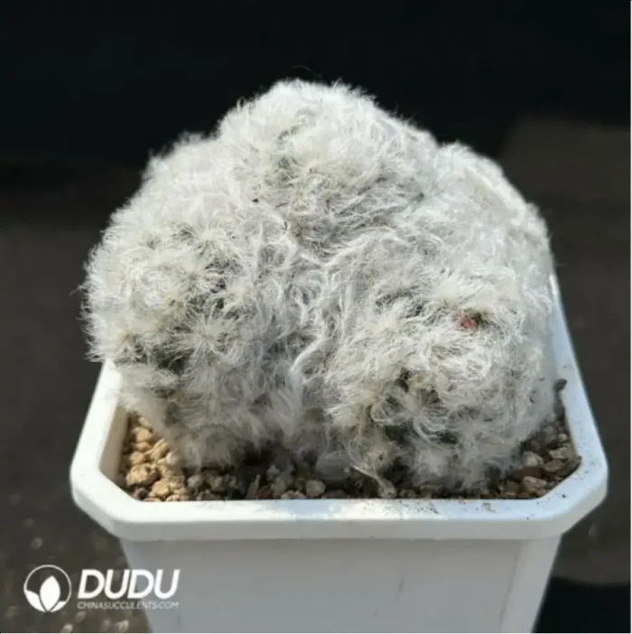 Cactus-Mammillaria bocasana - Image 2