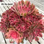 Aeonium Jiannanchun clustering - Image 2