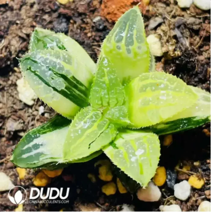 Haworthia Queen AokiVariegated - Image 2