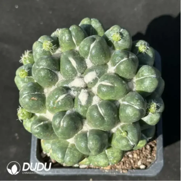 Cactus-Coryphantha elephantidens - Image 2