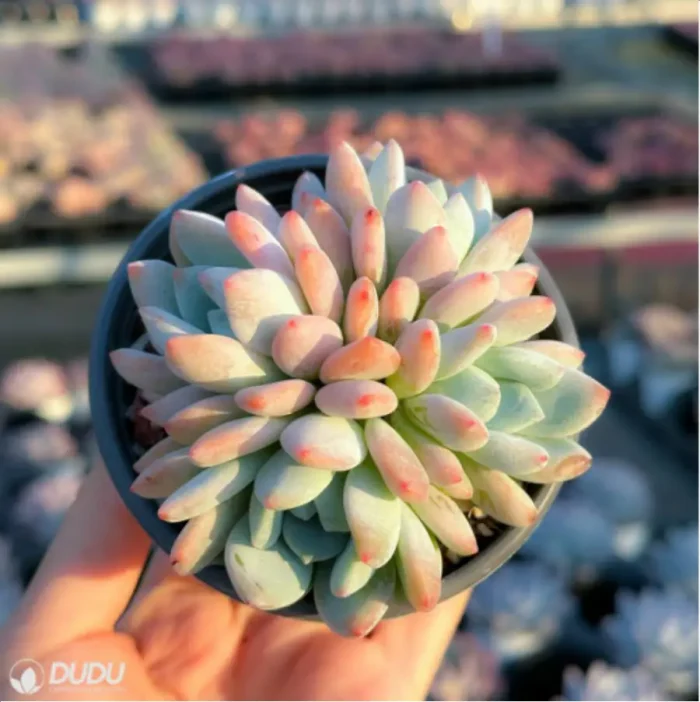 Echeveria Sedeveria Maxwell Cluster - Image 2