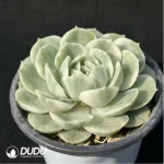 Echeveria Onslow  variegate - Image 2