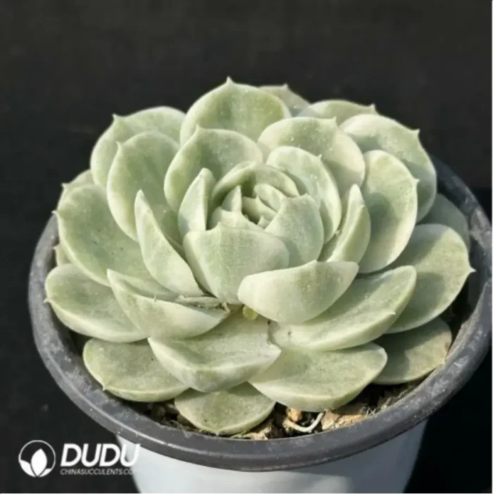 Echeveria Onslow  variegate - Image 2