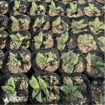 Agave Diamonds - Image 2