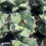 Agave Titanota Gentry Pumila - Image 2