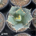 Agave Titanota Gentry White - Image 2