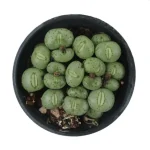 Conophytum-Phosphor jade(Pot Sale) - Image 2
