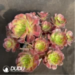 Aeonium Caput-Medusae Middle Variegated Cluster - Image 2
