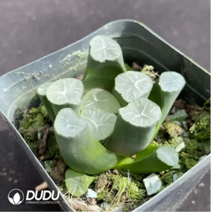Haworthia mooncup - Image 2