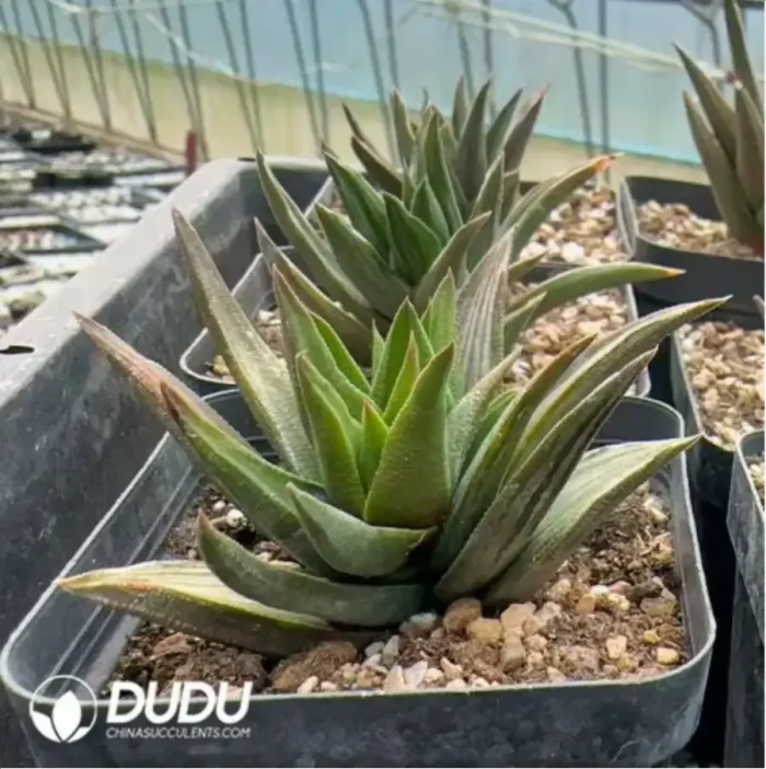 Haworthia Ivory tower Variegated - Image 2