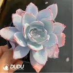 Echeveria white lotus - Image 2