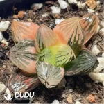 Haworthia 'Nuoyulu' Variegated - Image 2