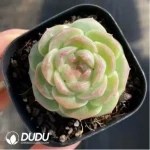 Echeveria Goddess pool - Image 2