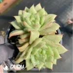 Echeveria Rose Maria Double Head - Image 2