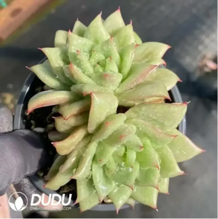 Echeveria Rose Maria Double Head - Image 2