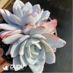 Echeveria white lotus double - Image 2